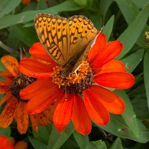 Meet your Posher, PrettyInPink.